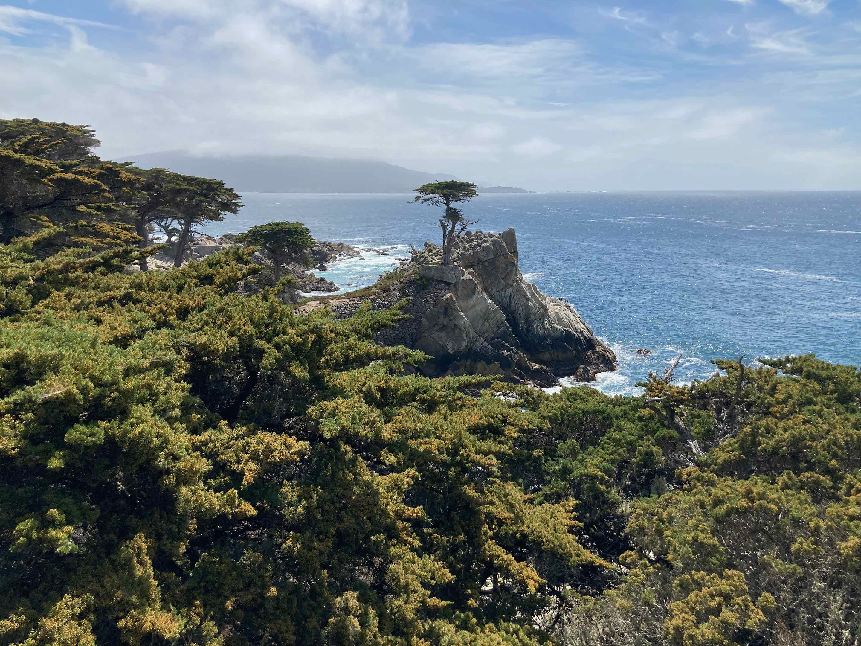 Lone Cypress