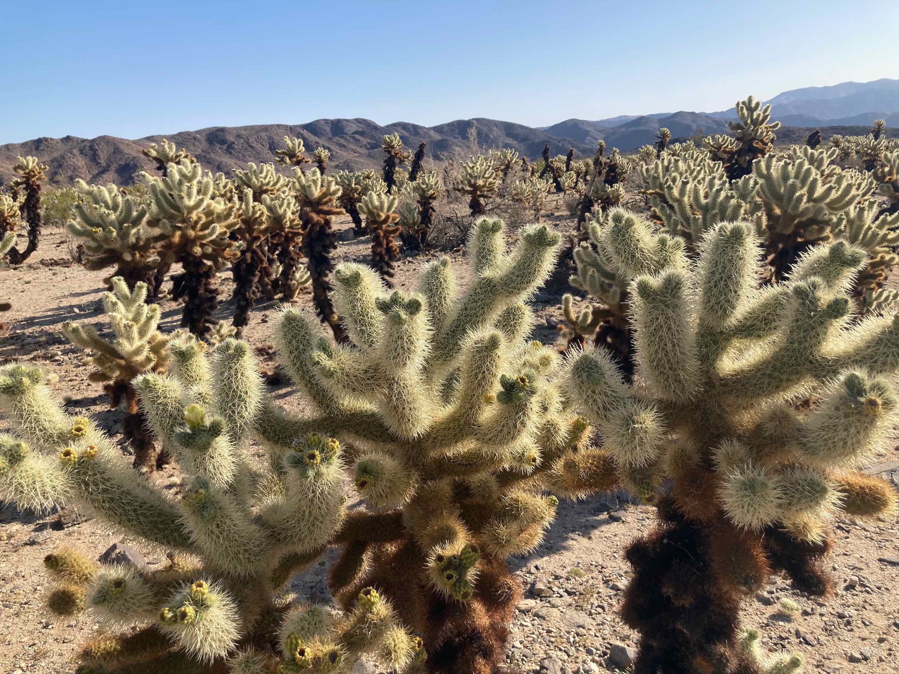 Cholla Cactus Garden