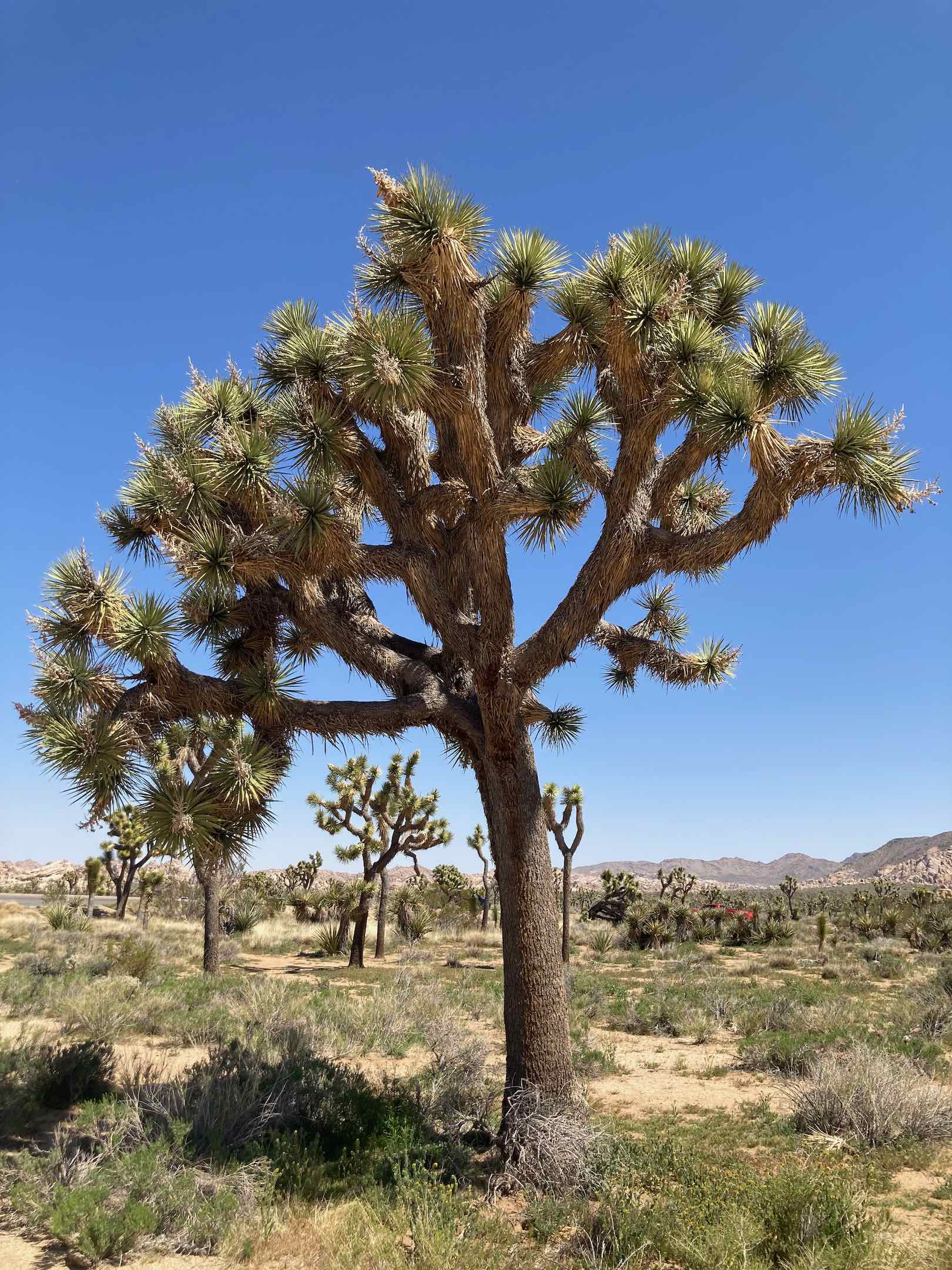 Joshua Tree