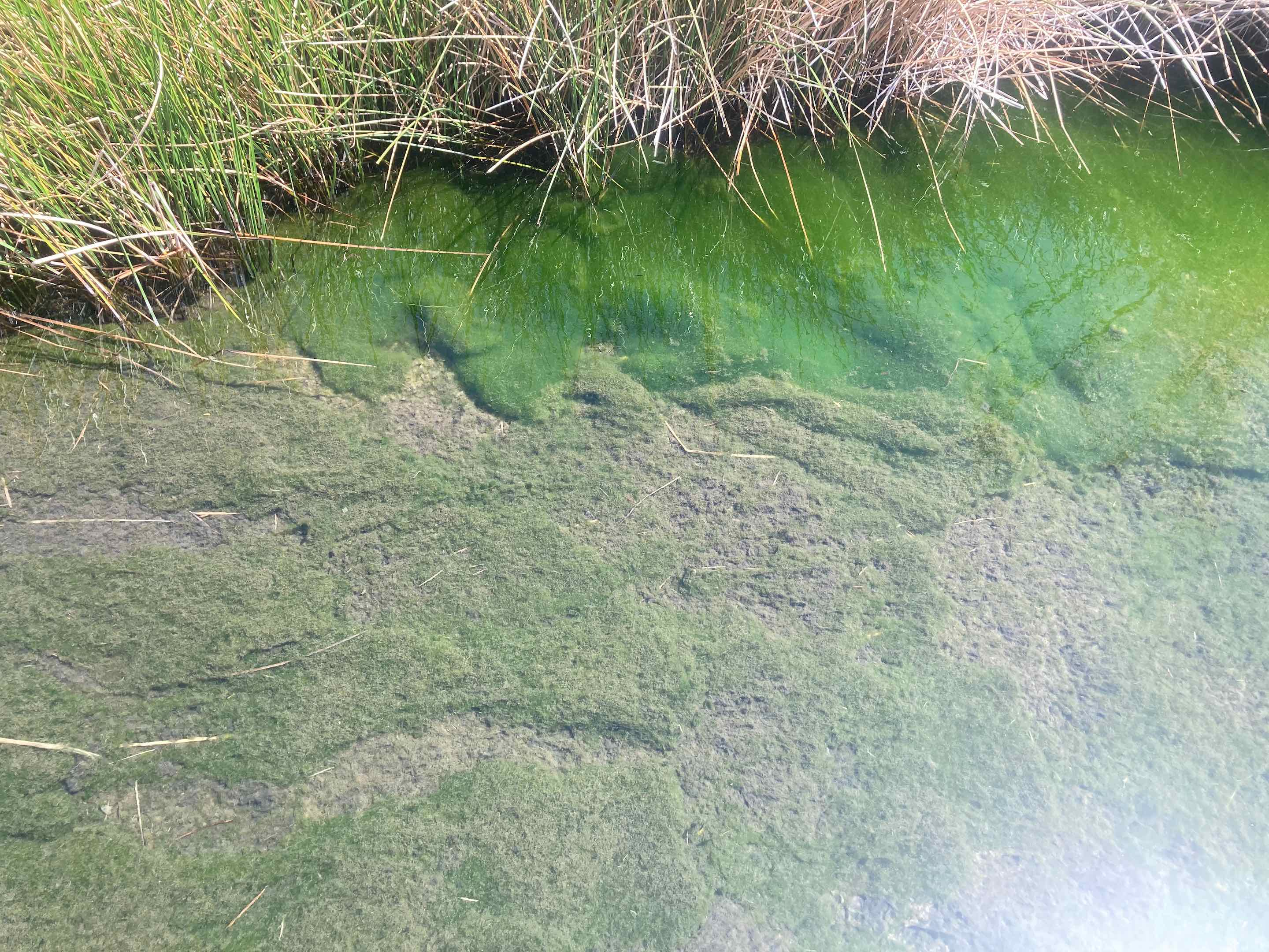 Ash Meadows National Wildlife Refuge