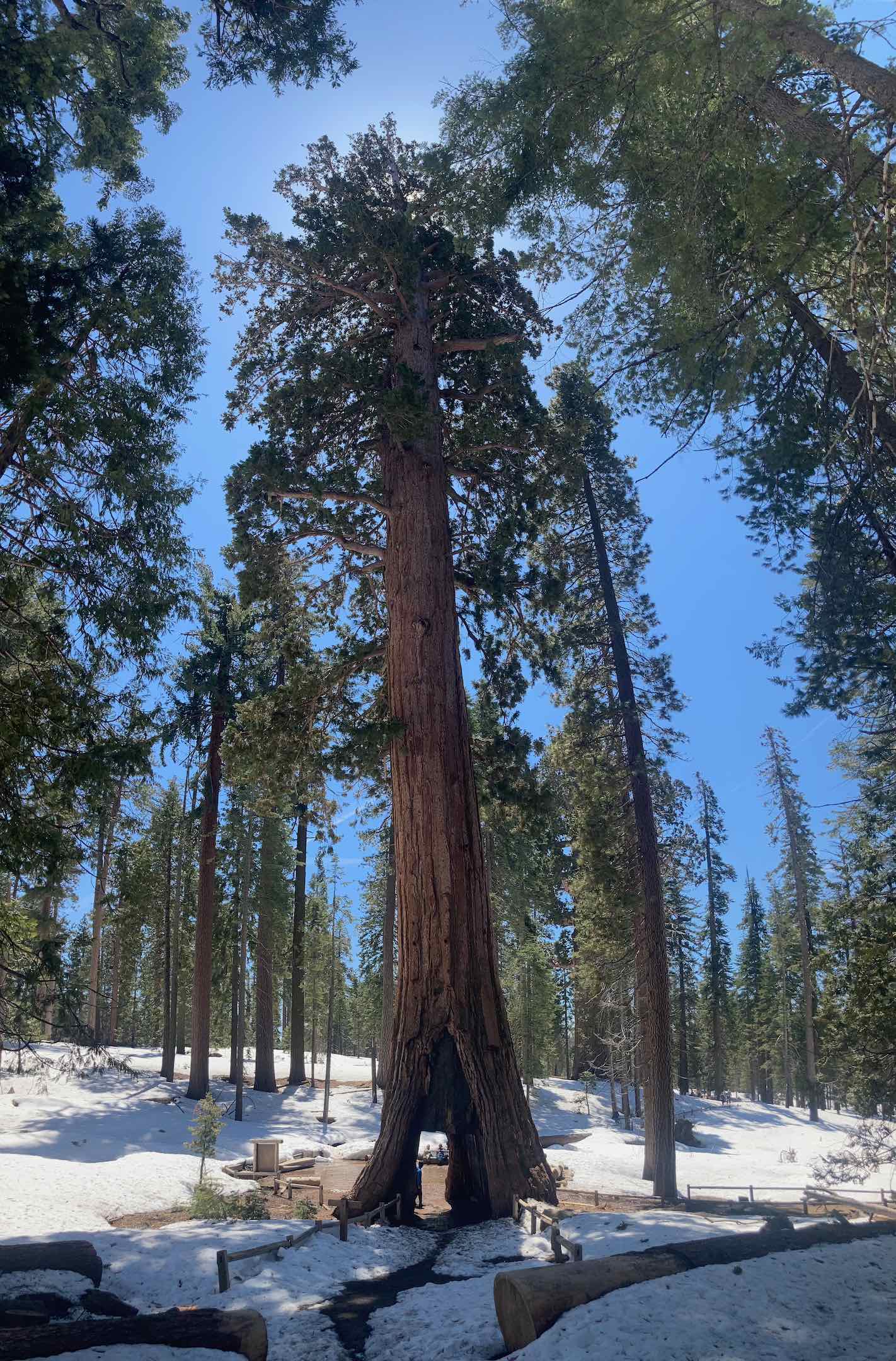 Sequoia