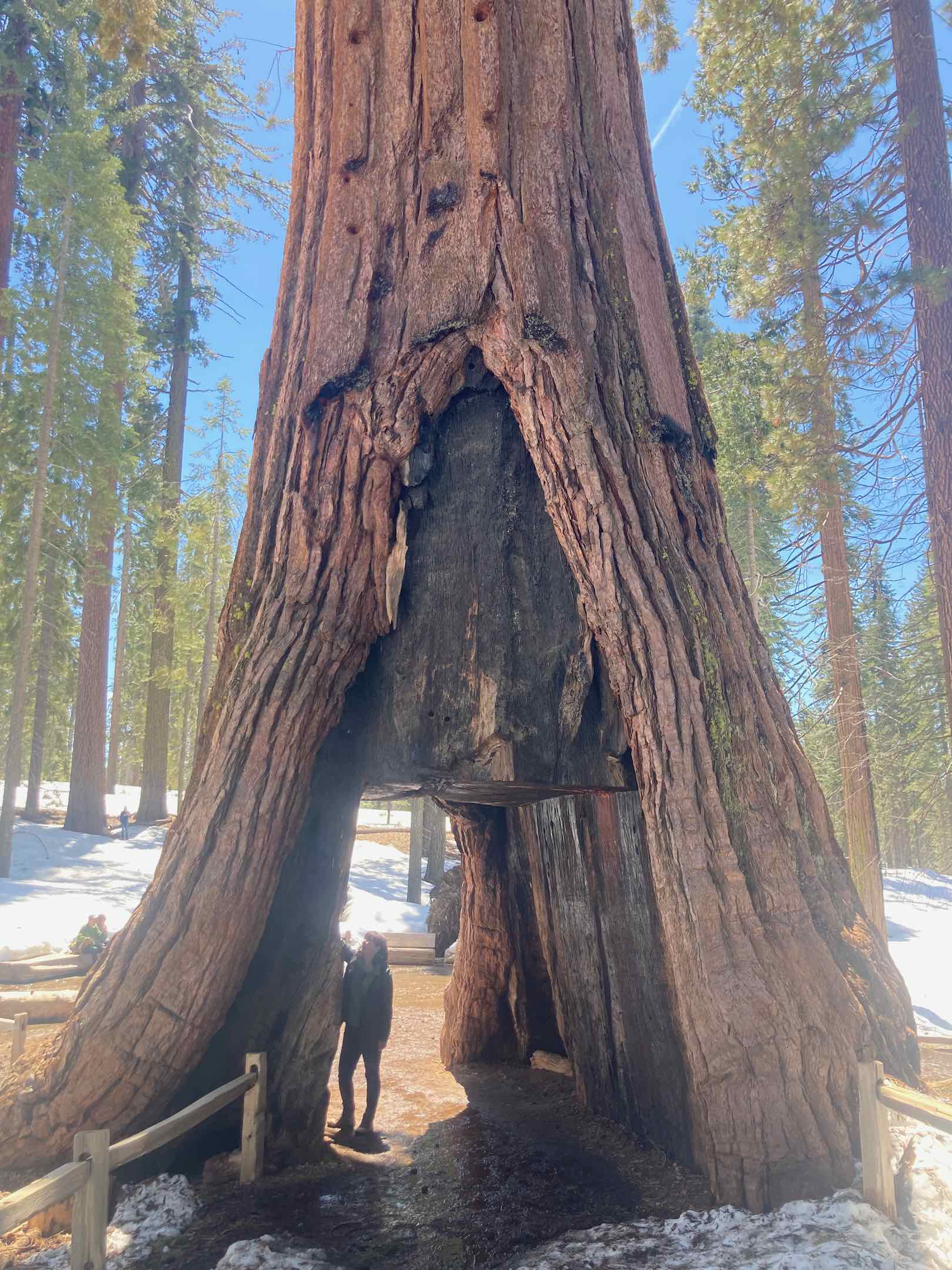 Sequoia