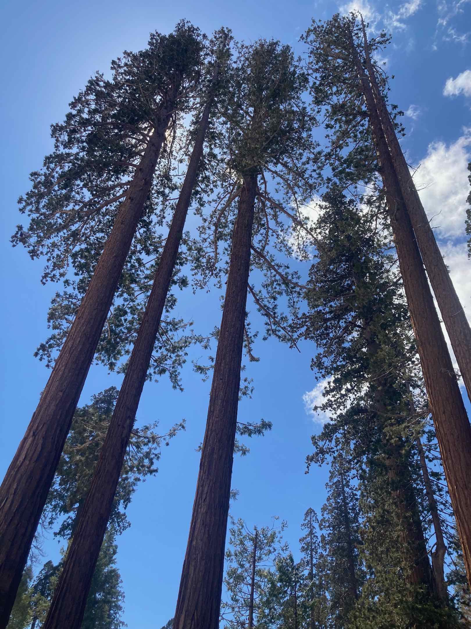 Sequoia